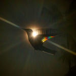Apprendre à photographier le prisme des couleurs... dans les ailes des colibris