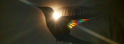 Apprendre à photographier le prisme des couleurs... dans les ailes des colibris