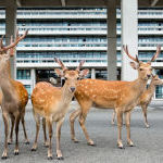 Les cerfs sacrs de Nara au Japon par la photographe Yoko Ishii