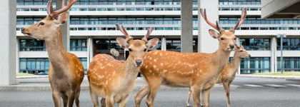 Les cerfs sacrés de Nara au Japon par la photographe Yoko Ishii