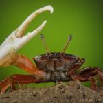 7 des meilleurs photographes animaliers qui ont marqué la discipline