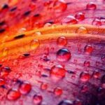 Photographe macro célèbre : quatre maîtres du monde invisible