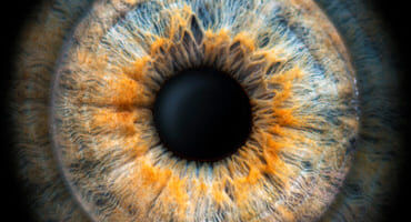 photographie iris
