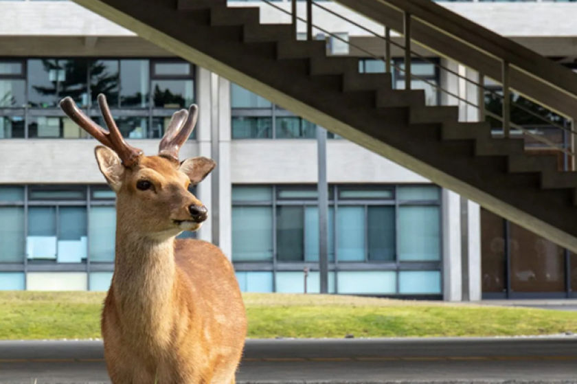 Les clichs des cerfs sacrs du Japon