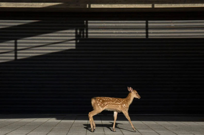 photographe Yoko Ishii