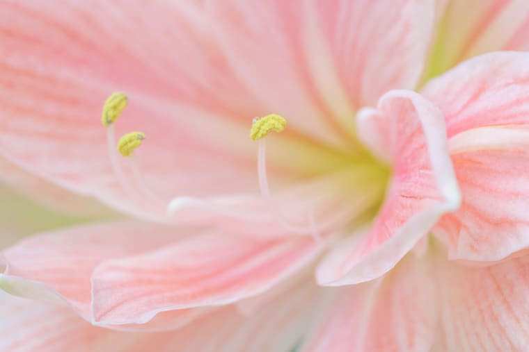 Macrophotographie d'une fleur rose