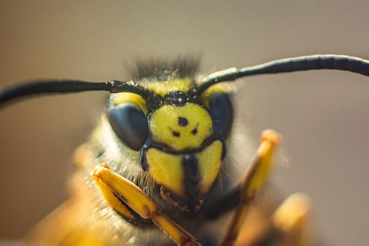 Macrophotographie d'une abeille