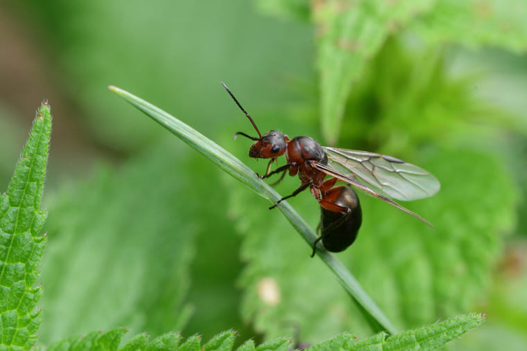 Photographie macro d'un insecte sur une plante