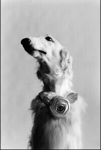 Elliott Erwitt