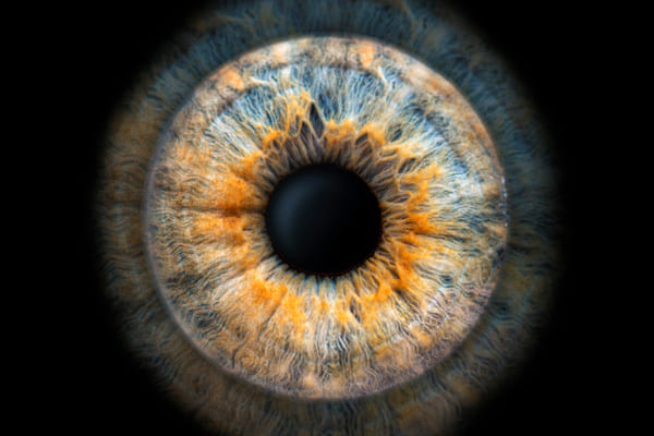 iris photographie