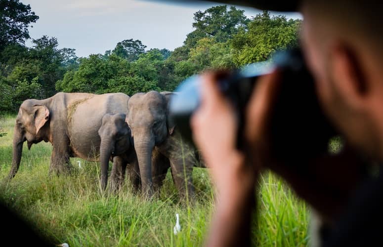 éléphants éléphants
