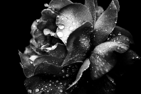 Photographe célèbre noir et blanc
