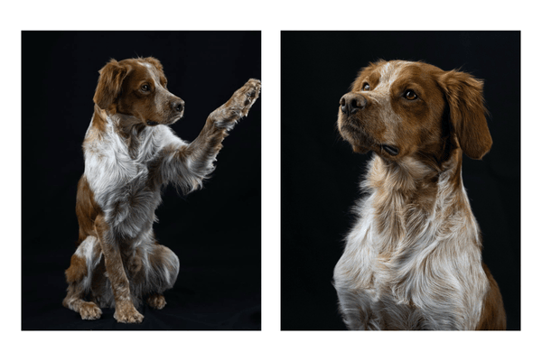 photographie animaliere