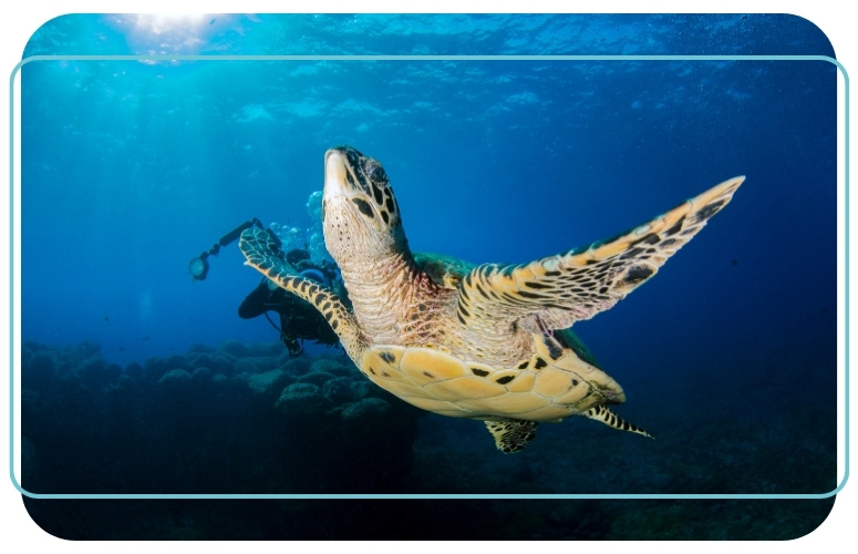 photo sous-marine de tortue