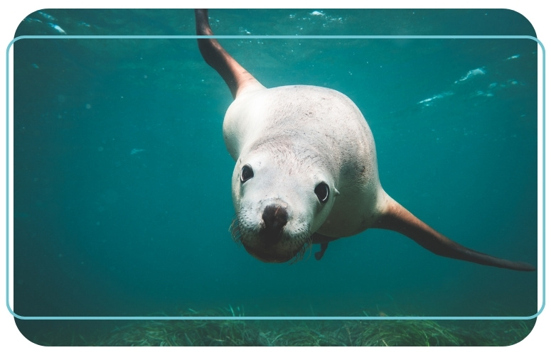photo sous l eau lion de mer