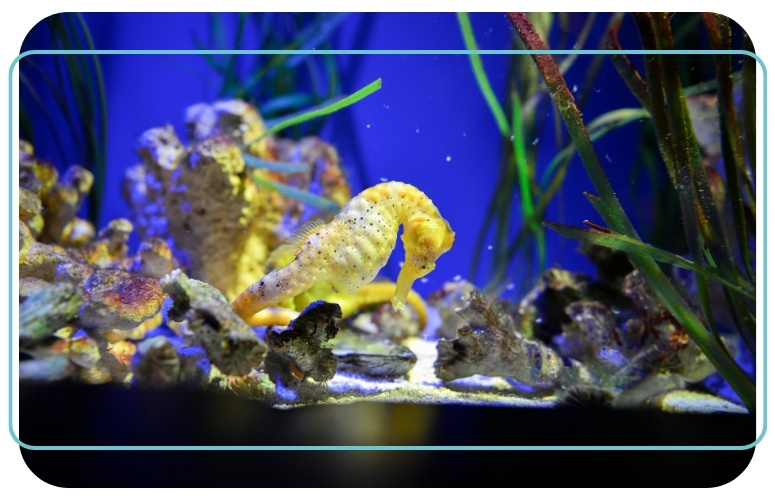 macrophotographie marine hippocampe