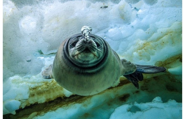 laurent ballesta photo sous-marine