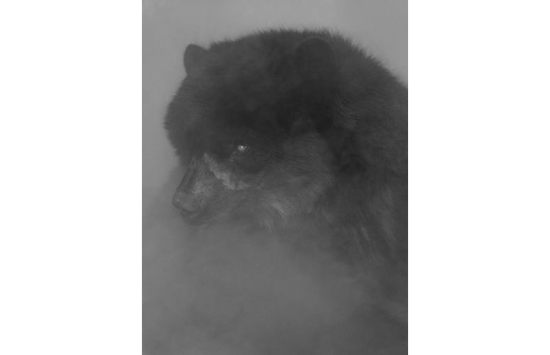 nick brandt photo animali�re