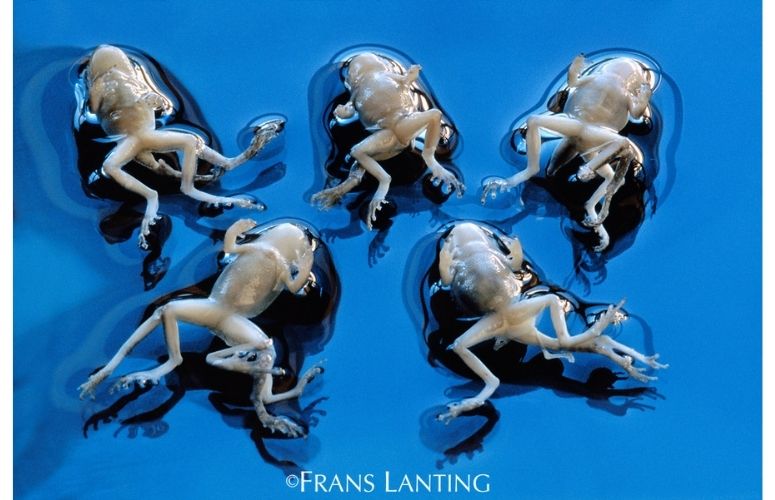 photographie animaux frans lanting