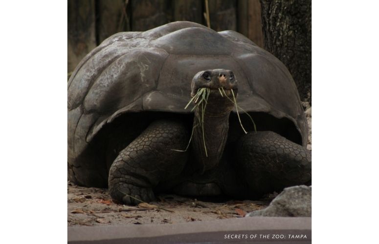 national geographic photo de tortue