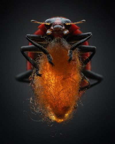 Photographie de Anand Varma; Coccinelle infect�e