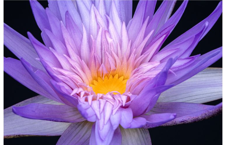 n�nuphar photographi� par anne belmont