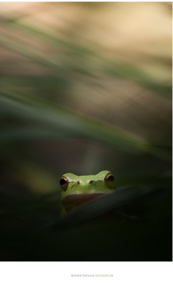 patrick goujon photo