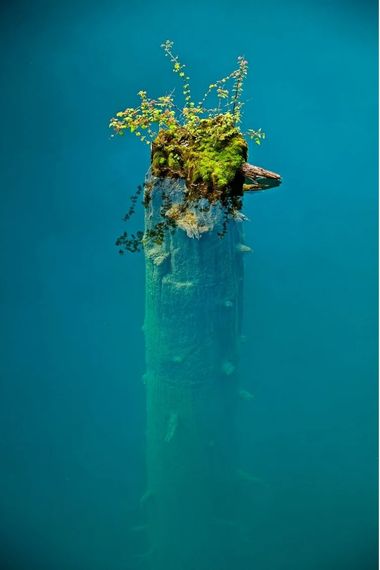 Photographie d'un tronc cassé submergé par l'eau par Michael Yamashita