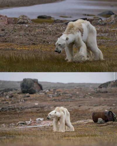 Starving Polar Bear — Paul Nicklen — 2017