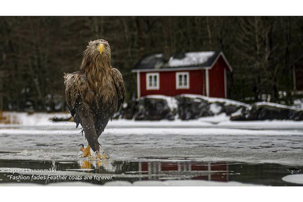 tapani linnanm�ki - photographie animale