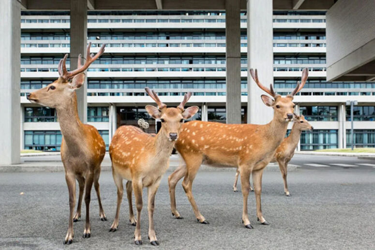 cerfs de nara