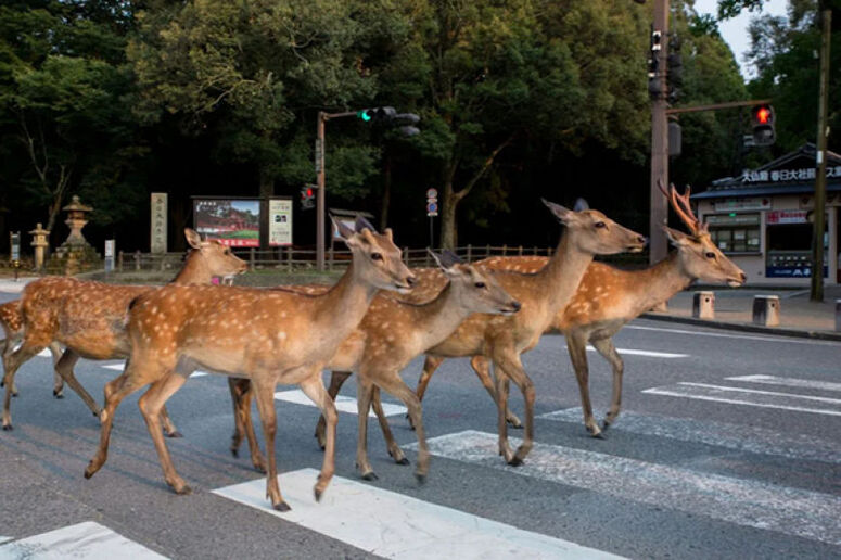 cerfs sacres au japon